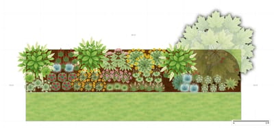 Native Border Garden