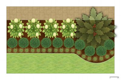 Georgia Foundation Landscaping Plan
